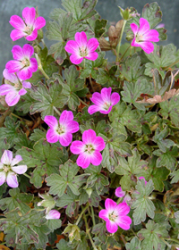 Geranium x oxonianum 'Tanya Rendall'